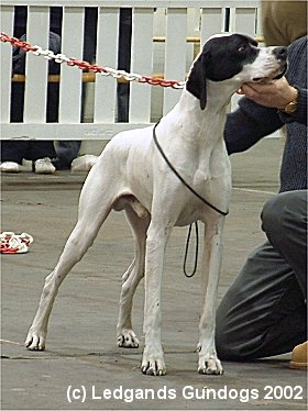 3rd Junior Dog